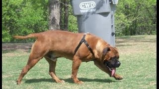 Bullmastiff Bullmastiff dog growth progress pictures [upl. by Litton33]