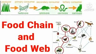 FOOD CHAIN AND FOOD WEB  ASYNCHRONOUS DEMO TEACHING IN GRADE 7SCIENCE  QUARTER 2 [upl. by Naols]