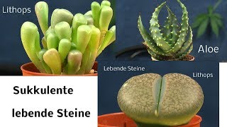 Sukkulente Lebende Steine und andere Wasserspeichernde Pflanzen [upl. by Persis177]