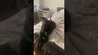 Welcome to Springfield Ohio dogshorts dogs pittie doglife pitbull [upl. by Halpern437]