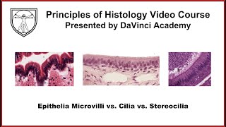 Epithelia Microvilli vs Cilia vs Stereocilia Epithelium 3 of 7 [upl. by Cestar]