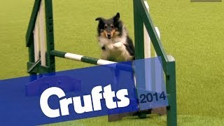 Agility  Crufts Team  Large Final  Crufts 2014 [upl. by Banebrudge65]