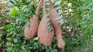 NEST Of Weaver Birds  weaver Bird [upl. by Shalom745]