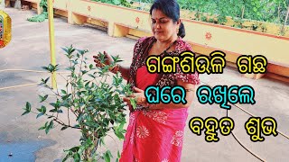 ଗଙ୍ଗଶିଉଳି ଗଛ ଘରେ ରଖିଲେ ବହୁତ ଶୁଭ Harsingar plant [upl. by Doughty]