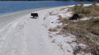 Schipperke Dogs Playing at Beach and Swimming [upl. by Trow]