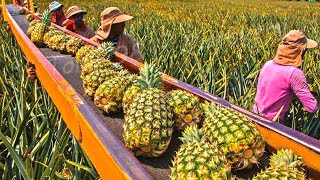 How American Farmers Pick Millions Of Pineapples  Pineapple Harvesting [upl. by Alessandra]