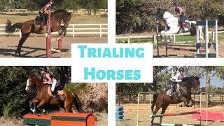 Trialing Horses with Voiceover [upl. by Wendye]