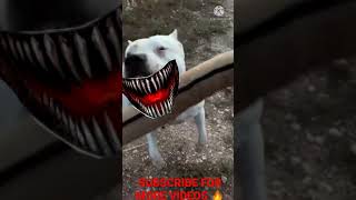 Dogo Argentino attack😠😠 PITBULL fight Dogo Argentino vs Pitbull attacks 🔥🔥 [upl. by Brion]