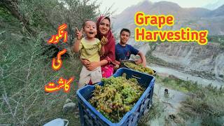 Grape Harvesting  Village Life  Daily Lifestyle Vlog  Vlogs New Video [upl. by Margie]