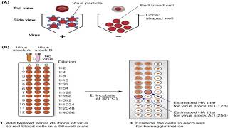 Hemagglutination inhibition HI Test [upl. by Eekaz905]