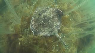 Thornback Ray Raja clavata  Isle of Wight [upl. by Etiam785]