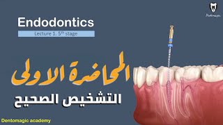 Endodontics  5th Stage Lecture One  Diagnosis in Endodontics التشخيص الصحيح لألتهاب عصب السن [upl. by Wardlaw581]