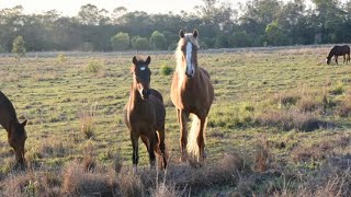 Story of two adopted Brumbies part 1 [upl. by Merola]