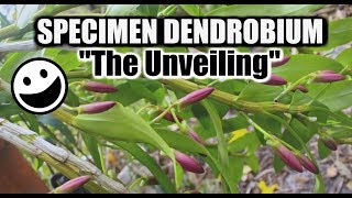 Specimen Dendrobium  Mystery Solved [upl. by Anahoj]