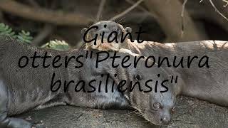 How to pronounce Giant ottersquotPteronura brasiliensisquot in English [upl. by Yehudi]