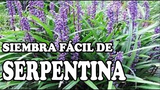 Serpentina Liriope muscari [upl. by Pillyhp]