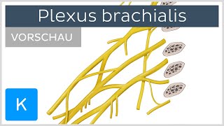 Plexus brachialis Äste amp Versorgung Vorschau  Kenhub [upl. by Oicelem]