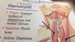 Infrahyoid Muscles quick explanation [upl. by Mercie208]