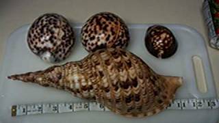 Giant Hawaiian Tiger Cowries quotMy Shell Collectionquot [upl. by Safire573]