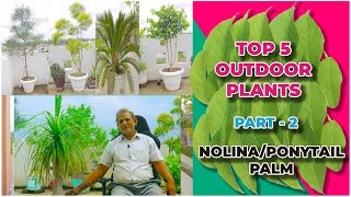 Top 5 Outdoor Plants  Part 2  NolinaPonytail Palm  2021 [upl. by Piero644]