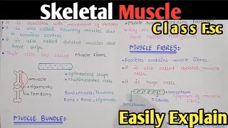 Skeletal Muscle  Ultrastructure Of Myofilament  Class 12 Biology Urdu Hindi [upl. by Gorman275]