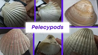 Pelecypoda  Venus Pecten Cardium Arca Ostrea  Mollusca Invertebrate Paleontology  Geology [upl. by Darb732]