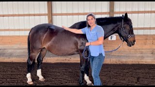 Equine Sternal LiftBelly Lift [upl. by Romain]