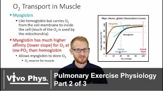 Pulmonary Exercise Physiology Part 2 of 3  Hemoglobin Myoglobin Bicarbonate [upl. by Munniks]