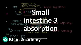 Small intestine 3 Absorption  Gastrointestinal system physiology  NCLEXRN  Khan Academy [upl. by Dnomyaw]