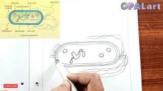 9th FB Biology Diagram 03A Typical Bacterium [upl. by Olathe404]