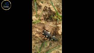 Insects Mating Full Close View  Animals Mating  close view of insects mating [upl. by Oglesby]