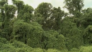 Kudzu Spreads North [upl. by Leimad61]