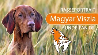 ► Magyar Vizsla 2019 Rasse Aussehen amp Charakter [upl. by Barboza]