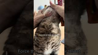 How to pill a cat💊 shorts cat funny [upl. by Alyakam]