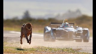 Drag Race Formula E Car vs Cheetah [upl. by Lenaj]