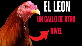 Un Gallo De Otro Nivel  El Leon Historias de Gallos  Gallos finos [upl. by Acinod537]