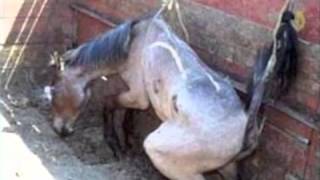 Amaryllis Farm  Horse Slaughter Lies Exposed PART 12 [upl. by Aleira915]