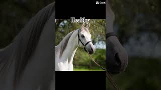 Over bred Arabians 😭stophorseabuse stopanimalabuse overbred [upl. by Ainsley]