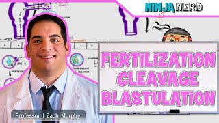 Embryology  Fertilization Cleavage Blastulation [upl. by Cherise964]