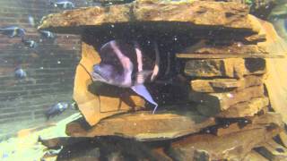 Gigantic Cyphotilapia Frontosa African Cichlid  GoPro Hero 3 Video [upl. by Itoyj]