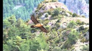 Birding In Spain  Lammergeier in flight [upl. by Felix]