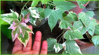 Ipomoea Batatas Caring Tips  Tricolor Sweet Potato Vine  Urdu Hindi [upl. by Laryssa]