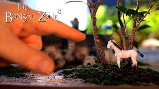 My Orange Bonsai and Casting Cement Part 1 The Bonsai Zone Feb 2021 [upl. by Beltran625]