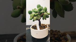 Cotyledon Tomentosa cactus bonsai crassula suculentas [upl. by Ecnerrat]