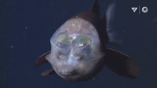 MBARIs Top 10 deepsea animals [upl. by Philemon790]