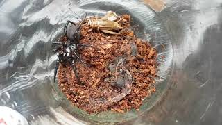 Feeding The Deadly Sydney Funnelweb Spider 5  Atrax Robustus [upl. by Naziaf]