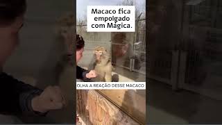 Macaco se empolga com MÁGICA animals shortvideo magic [upl. by Ylrebmi]