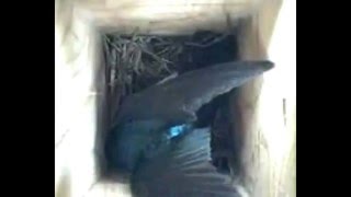 Tree Swallow Forcible Copulation by a male [upl. by Atila]