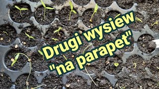 Drugi wysiew quotna parapetquot [upl. by Mcloughlin]