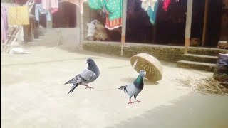 How to catch the pigeon कबूतर को कैसे पकड़ते है। Vikash Prajapati [upl. by Ibbed388]